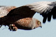 Spotted Harrier (Circus assimilis)
